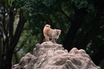 白天在灰色岩石上的棕色猴子